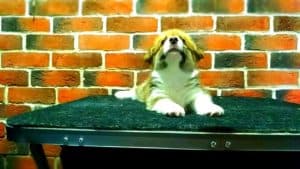 CLAN IRONHORN ALLA-VIKTORIYA (Аля), рыже-белая сука вельш корги пемброк, щенку 1 месяц