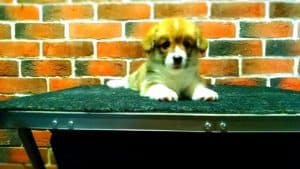 CLAN IRONHORN ALLA-VIKTORIYA (Аля) играет, рыже-белая сука вельш корги пемброк, щенку 1 месяц