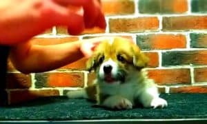 CLAN IRONHORN ALLA-VIKTORIYA (Аля) отдыхает, рыже-белая сука вельш корги пемброк, щенку 1 месяц