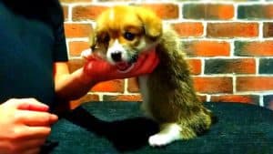 CLAN IRONHORN ALEKSANDR MAKKUIN (Шнапс) на столике, щенку 1 месяц