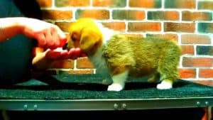 CLAN IRONHORN ALEKSANDR MAKKUIN (Шнапс) играет на столике