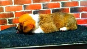 CLAN IRONHORN ALEKSANDR MAKKUIN (Шнапс) отдыхает на столике