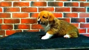 CLAN IRONHORN ALEKSANDR MAKKUIN (Шнапс) позирует на столике