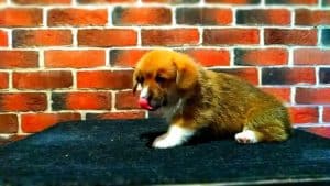 CLAN IRONHORN ALEKSANDR MAKKUIN (Шнапс) исследует столик