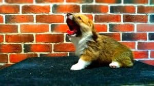 CLAN IRONHORN ALEKSANDR MAKKUIN (Шнапс) улыбается на столике