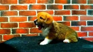 CLAN IRONHORN ALEKSANDR MAKKUIN (Шнапс) лежит на столике