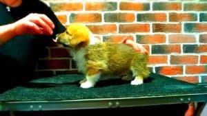 CLAN IRONHORN ALEKSANDR MAKKUIN (Шнапс) смотрит вокруг на столике