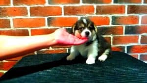 CLAN IRONHORN ANSAREM RUNOPLET (Купер) играет, щенку 1,5 месяца