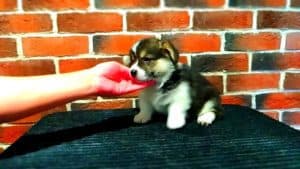 CLAN IRONHORN ANSAREM RUNOPLET (Купер) отдыхает, щенку 1,5 месяца