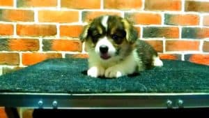 CLAN IRONHORN ANSAREM RUNOPLET (Купер) на руках у хозяина, щенку 1,5 месяца