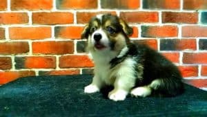 CLAN IRONHORN ANSAREM RUNOPLET (Купер) ест, щенку 1,5 месяца