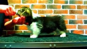 CLAN IRONHORN ANSAREM RUNOPLET (Купер) спит, щенку 1,5 месяца