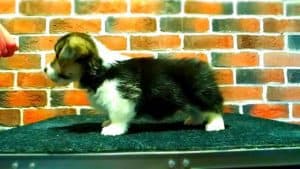 CLAN IRONHORN ANSAREM RUNOPLET (Купер) в окружении игрушек, щенку 1,5 месяца