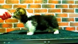 CLAN IRONHORN ANSAREM RUNOPLET (Купер) на прогулке, щенку 1,5 месяца