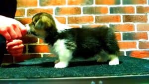 CLAN IRONHORN ANSAREM RUNOPLET (Купер) смотрит в камеру, щенку 1,5 месяца