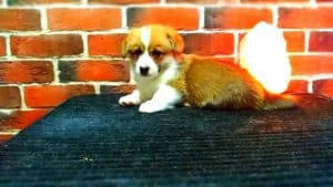 CLAN IRONHORN ARMSTRONG JAZZ, рыже-белый кобель вельш корги пемброк, живёт во Владивостоке, щенку 1 месяц