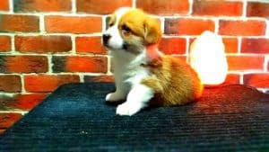 CLAN IRONHORN ARMSTRONG JAZZ играет, рыже-белый кобель вельш корги пемброк из Владивостока, щенку 1 месяц