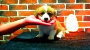 CLAN IRONHORN ARMSTRONG JAZZ отдыхает, рыже-белый кобель вельш корги пемброк из Владивостока, щенку 1 месяц