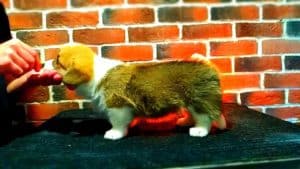 CLAN IRONHORN ARMSTRONG JAZZ исследует мир, рыже-белый кобель вельш корги пемброк из Владивостока, щенку 1 месяц