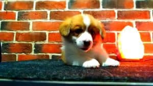 CLAN IRONHORN ARMSTRONG JAZZ на прогулке, рыже-белый кобель вельш корги пемброк из Владивостока, щенку 1 месяц