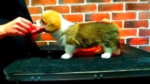 CLAN IRONHORN ARMSTRONG JAZZ с игрушкой, рыже-белый кобель вельш корги пемброк из Владивостока, щенку 1 месяц