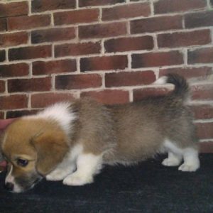 CLAN IRONHORN ALLA-VIKTORIYA (Аля), рыже-белая сука вельш корги пемброк, щенку полтора месяца