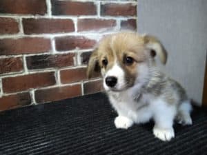 CLAN IRONHORN ADAMANT RINN отдыхает, щенку 1,5 месяца