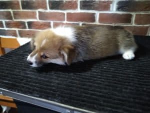 CLAN IRONHORN ALLA-VIKTORIYA (Аля) на руках у хозяина, рыже-белая сука вельш корги пемброк, щенку полтора месяца