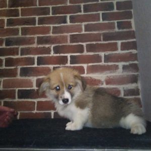 CLAN IRONHORN ADAMANT RINN играет, щенку 1,5 месяца