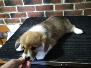 CLAN IRONHORN ALLA-VIKTORIYA (Аля) исследует мир, рыже-белая сука вельш корги пемброк, щенку полтора месяца