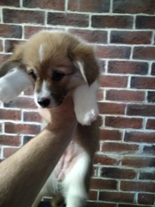 CLAN IRONHORN ALLA-VIKTORIYA (Аля) отдыхает, рыже-белая сука вельш корги пемброк, щенку полтора месяца