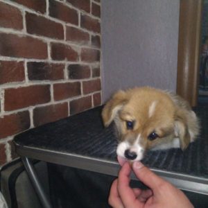 CLAN IRONHORN ALLA-VIKTORIYA (Аля) играет, рыже-белая сука вельш корги пемброк, щенку полтора месяца