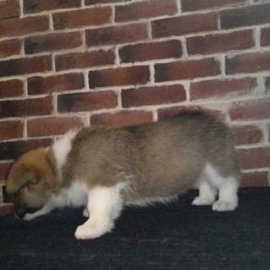 CLAN IRONHORN ALLA-VIKTORIYA (Аля) позирует с игрушкой, рыже-белая сука вельш корги пемброк, щенку полтора месяца