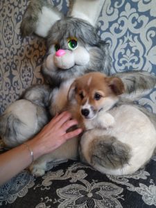 CLAN IRONHORN ALLA-VIKTORIYA (Аля), рыже-белая сука вельш корги пемброк, щенку два месяца