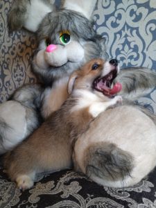 CLAN IRONHORN ALLA-VIKTORIYA (Аля) играет, рыже-белая сука вельш корги пемброк, щенку два месяца