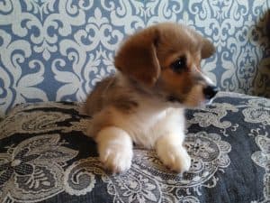 CLAN IRONHORN ALLA-VIKTORIYA (Аля) исследует мир, рыже-белая сука вельш корги пемброк, щенку два месяца