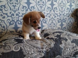 CLAN IRONHORN ALLA-VIKTORIYA (Аля) на прогулке, рыже-белая сука вельш корги пемброк, щенку два месяца