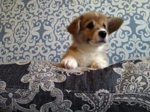 CLAN IRONHORN ALLA-VIKTORIYA (Аля) позирует с игрушкой, рыже-белая сука вельш корги пемброк, щенку два месяца