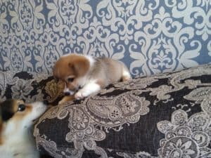 CLAN IRONHORN ALLA-VIKTORIYA (Аля) с мамой, рыже-белая сука вельш корги пемброк, щенку два месяца