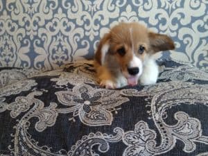 CLAN IRONHORN ADAMANT RINN, щенку 2 месяца, фотосессия