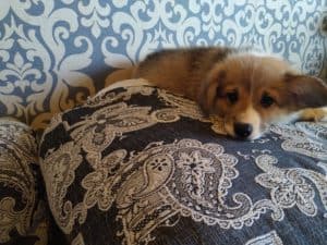 CLAN IRONHORN ADAMANT RINN играет, щенку 2 месяца