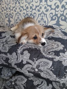 CLAN IRONHORN ADAMANT RINN позирует, щенку 2 месяца