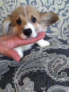 CLAN IRONHORN ADAMANT RINN исследует пространство, щенку 2 месяца