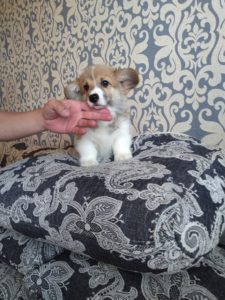 CLAN IRONHORN ADAMANT RINN в движении, щенку 2 месяца