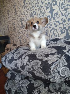 CLAN IRONHORN ADAMANT RINN на руках у хозяина, щенку 2 месяца