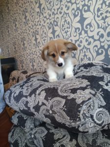 CLAN IRONHORN ADAMANT RINN изучает игрушку, щенку 2 месяца