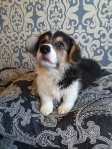 CLAN IRONHORN ANSAREM RUNOPLET (Купер) играет, щенку 2 месяца