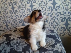 CLAN IRONHORN ANSAREM RUNOPLET (Купер) отдыхает, щенку 2 месяца