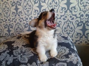 CLAN IRONHORN ANSAREM RUNOPLET (Купер) исследует пространство, щенку 2 месяца