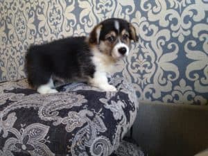 CLAN IRONHORN ANSAREM RUNOPLET (Купер) с игрушкой, щенку 2 месяца